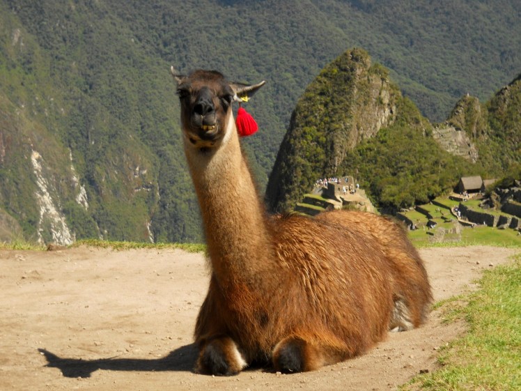 Llama