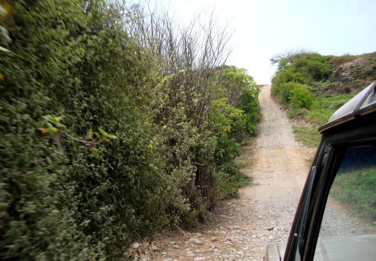 Caminho roots para Pepinos