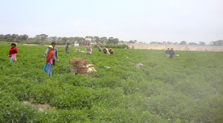 Plantações de Pepino