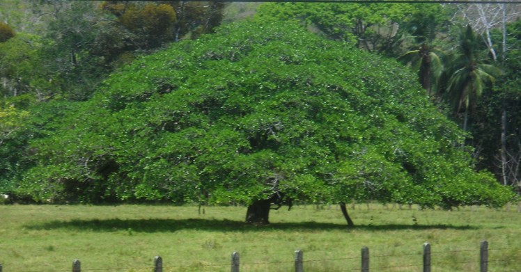 Árbol