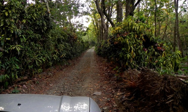 Caminho roots para Pavones