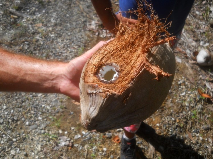 Tem côco de todas as variedades !