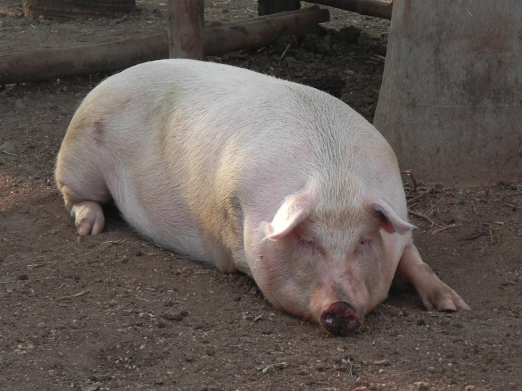 Lola - A porquinha de estimação do restaurante de Avellanas