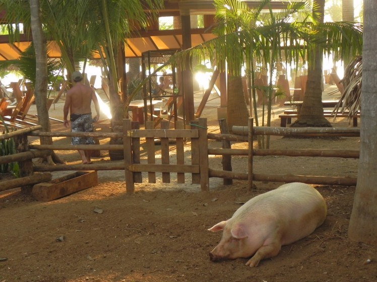 Lola - A porquinha de estimação do restaurante de Avellanas