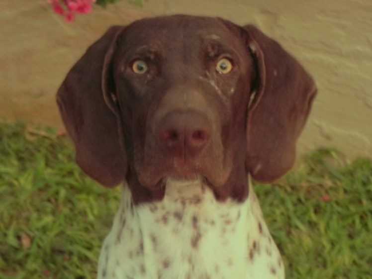 O perro da pousada ! rsrsrsrs