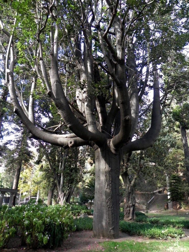 Quinta Vergara - Viña Del Mar