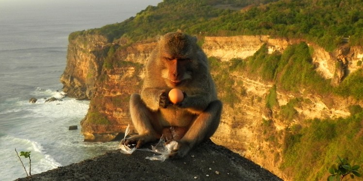 Templo dos Macacos