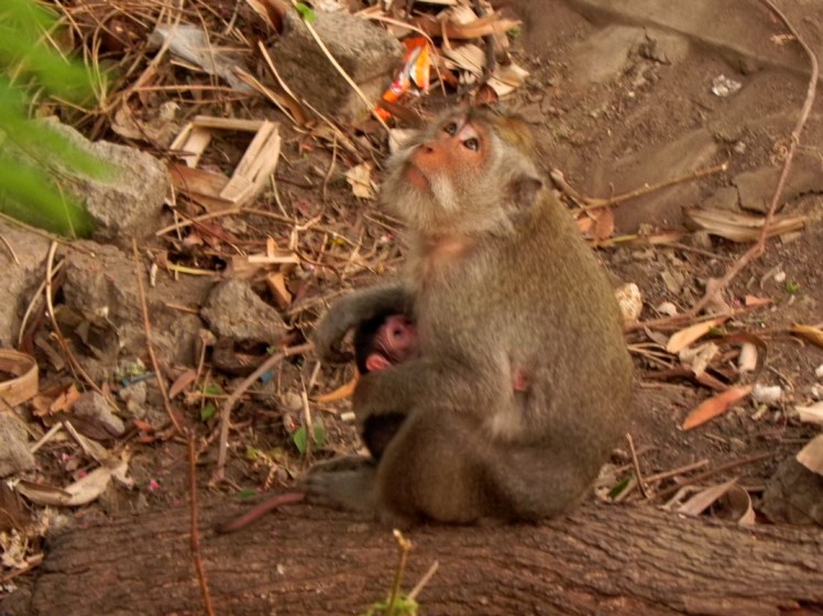 Macaquinha com filhotinho