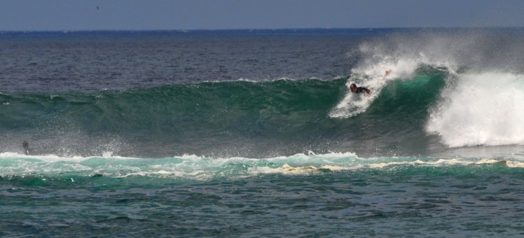 Tiburon em Punta Carola