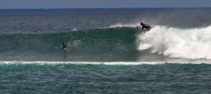 Tiburon em Punta Carola