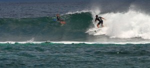 Tiburon em Punta Carola