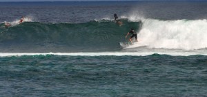 Tiburon em Punta Carola