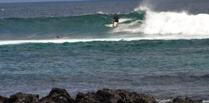 Tiburon em Punta Carola