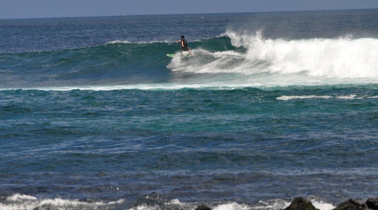 Tiburon em Punta Carola