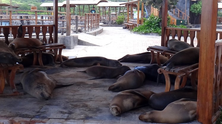 Leões marinhos em San Cristobal