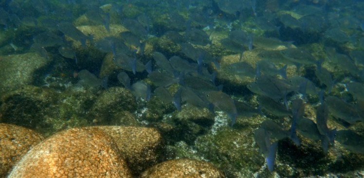 Mergulho em La Loberia