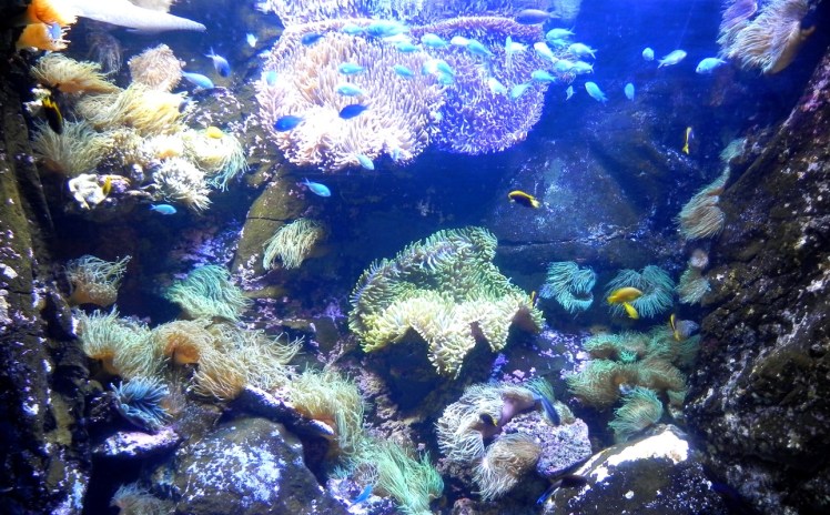 Sydney Aquarium