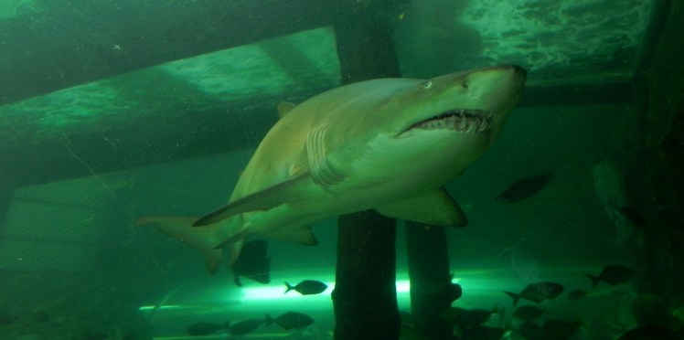 Sydney Aquarium - Tiburones