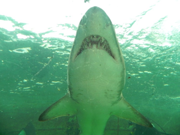 Sydney Aquarium - Tiburones