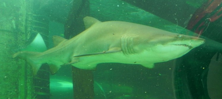 Sydney Aquarium - Tiburones