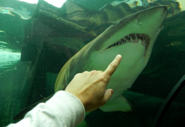 Sydney Aquarium - Tiburones
