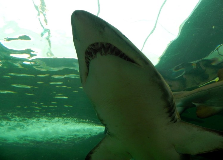 Sydney Aquarium - Tiburones