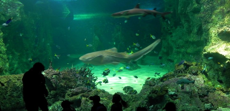 Sydney Aquarium