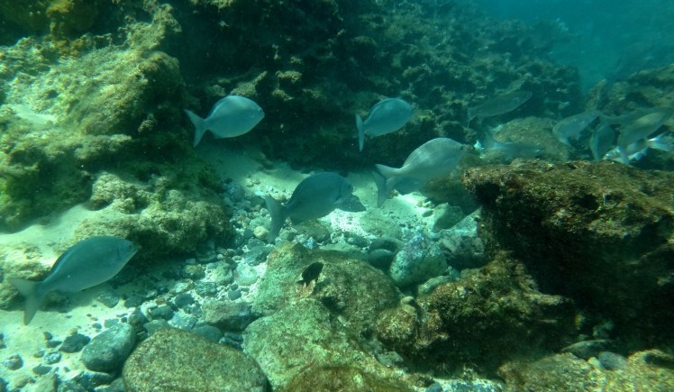 Snorkeling na Sharks Cove