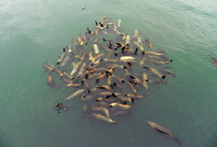 Leões marinhos no Pier de Santa Cruz