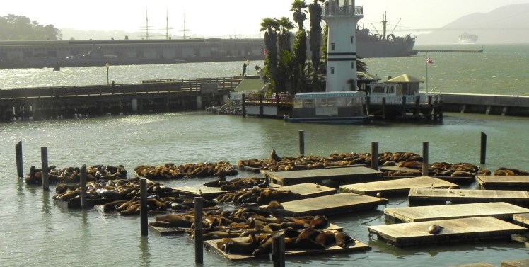 Leão-Marinho é mato! 
