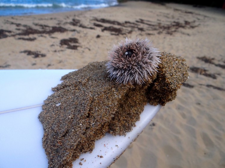 Minas de ouriços em Pools Beach