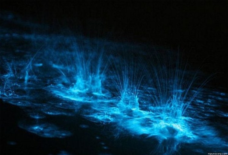 Bioluminescent Bay