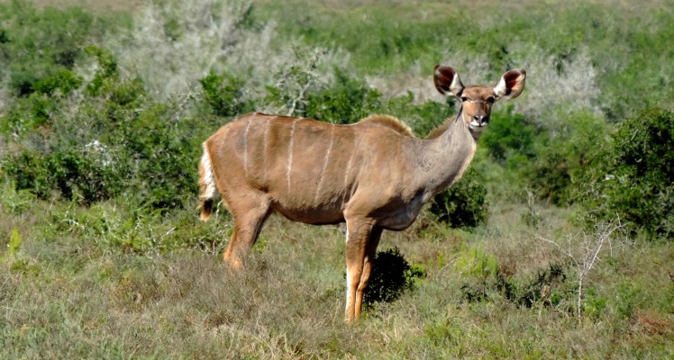 African Safari - Bushbuck