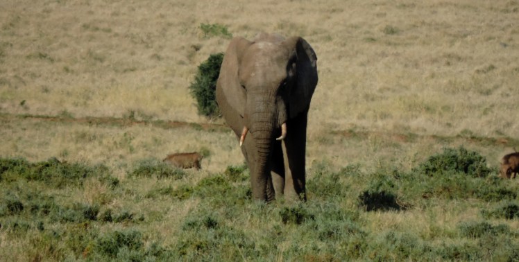 Addo Elephant Park