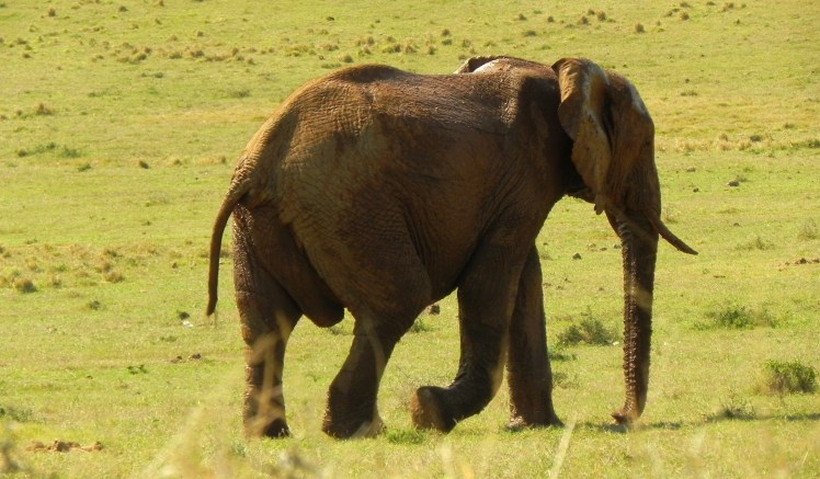 Addo Elephant Park