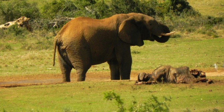 Addo Elephant Park