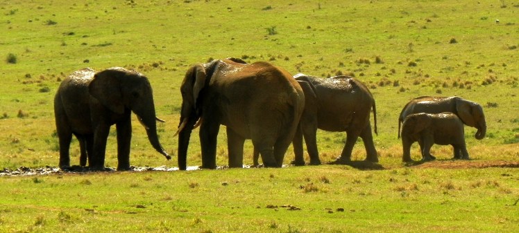 Addo Elephant Park
