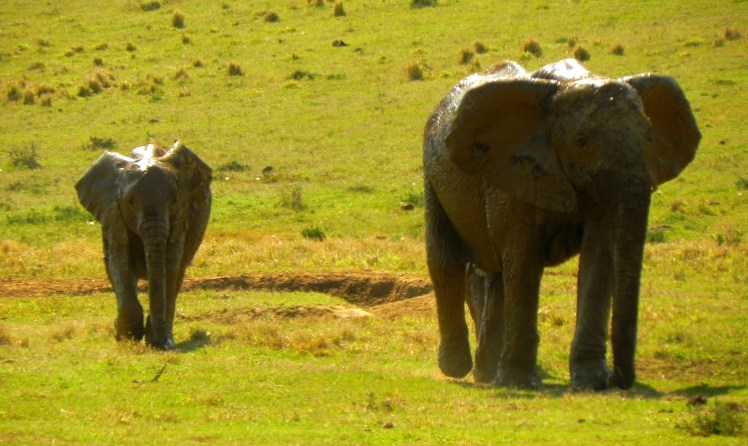 Addo Elephant Park