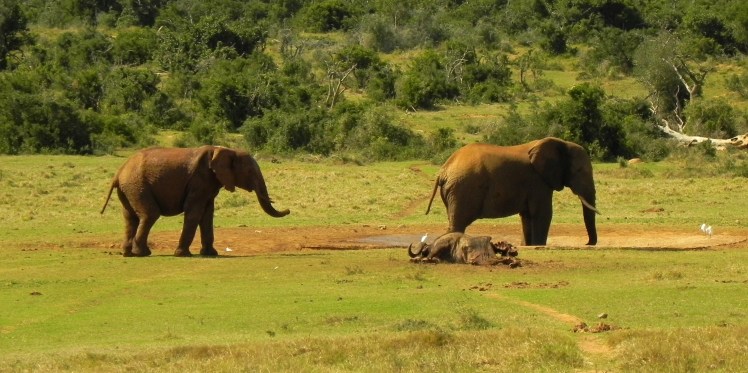 Addo Elephant Park