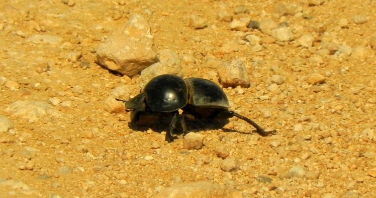 Flightlesse Dung Beetle