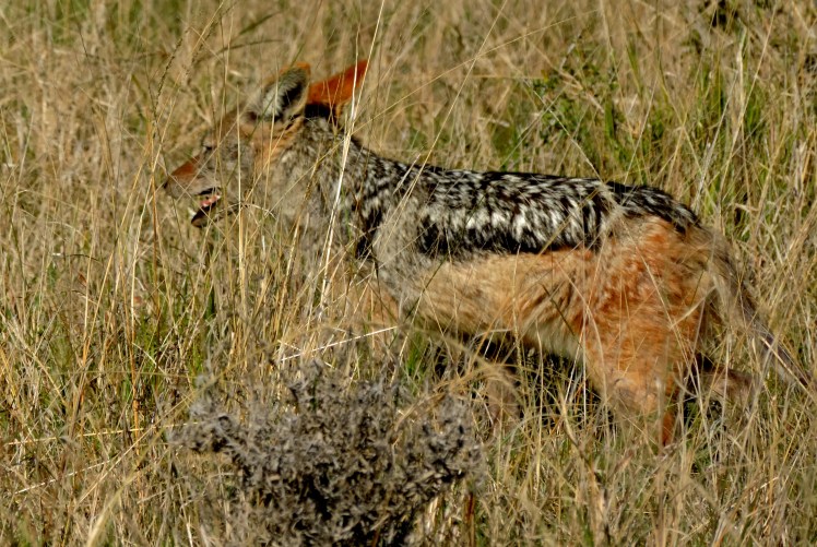 Blackbacked Jackal