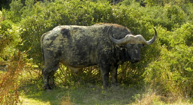 Addo Elephant Park - Bufalo