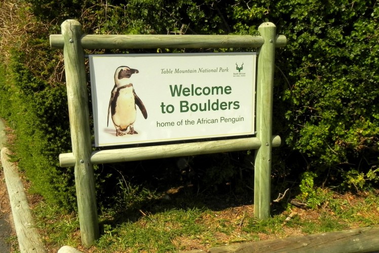 Pinguins-africanos - Boulders Beach