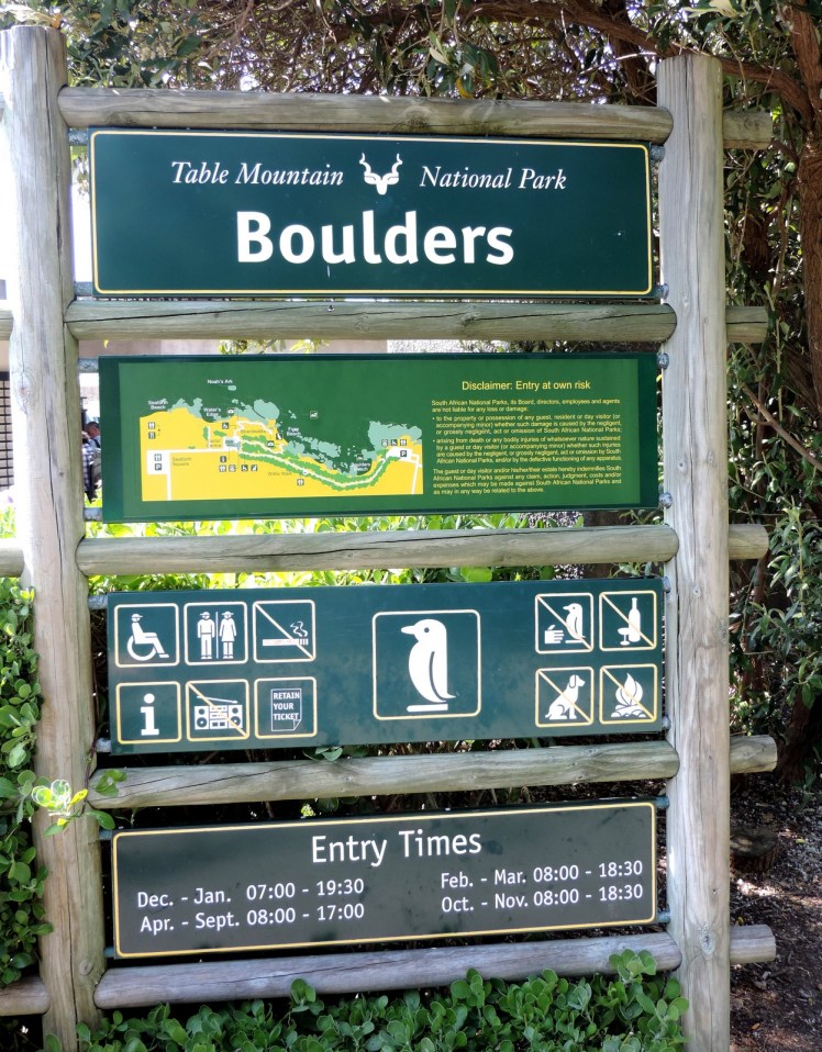 Pinguins-africanos - Boulders Beach