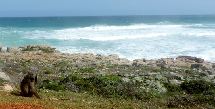 Babuinos no cabo da boa esperança