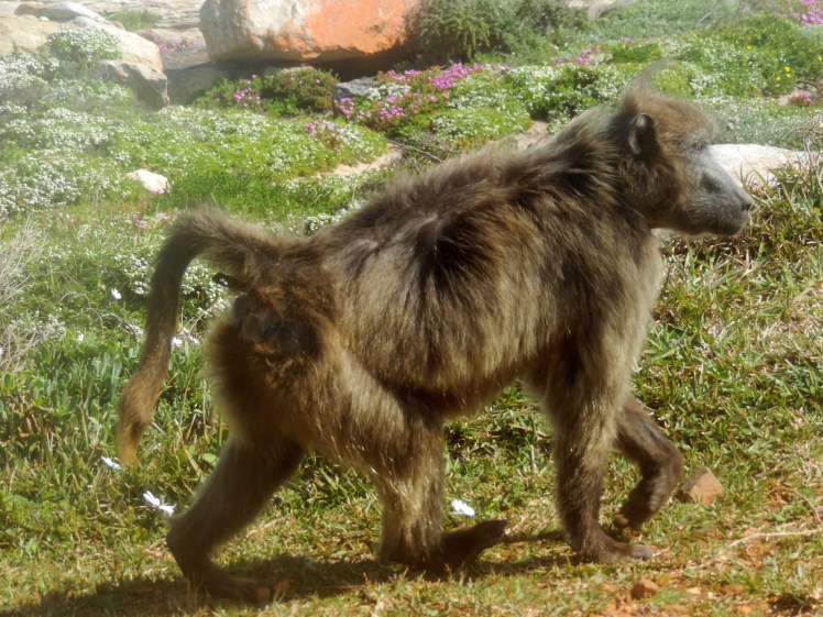Babuinos no cabo da boa esperança